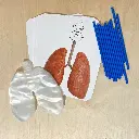 49850-Big-Breath-Respiratory-System-Model-UPDATED-WEB (1).webp