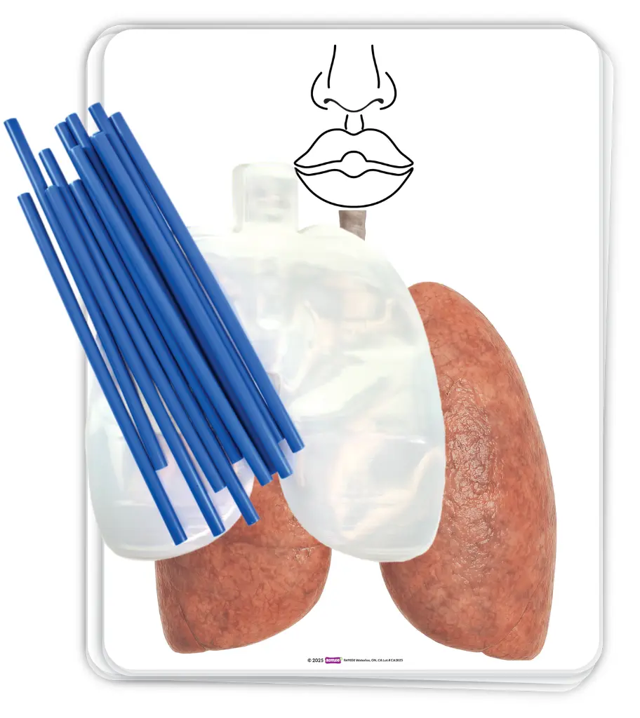 49850-Big-Breath-Respiratory-System-Model-CONTENTS-1500px.webp