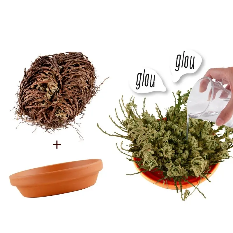 kit-pot-terre-cuite-11-cm-plante-eternelle-rose-de-jericho.webp