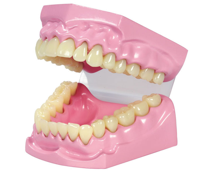 DENTIER 10CM