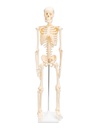 SQUELETTE 85CM