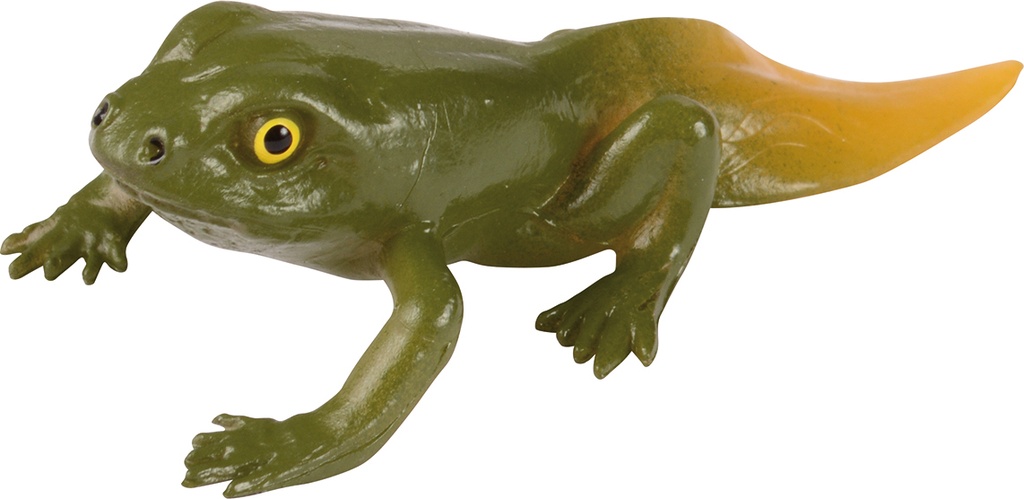 CYCLE DE VIE: LA GRENOUILLE* NOUVEAU