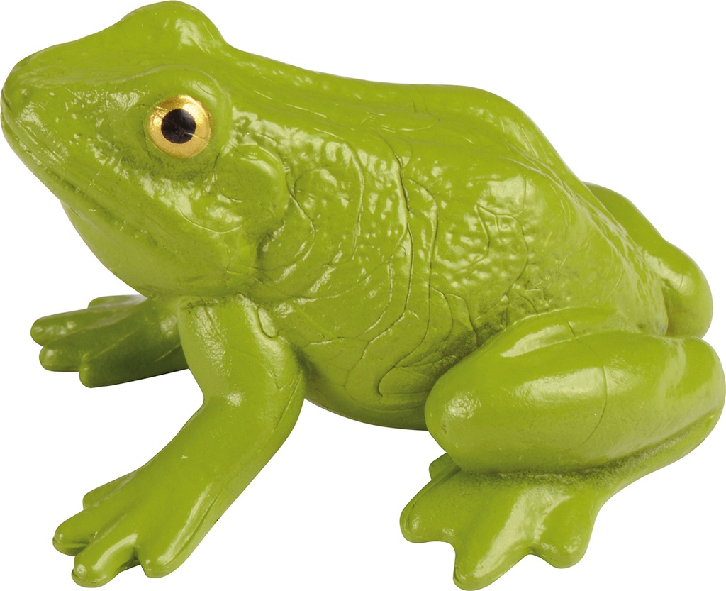 CYCLE DE VIE: LA GRENOUILLE* NOUVEAU