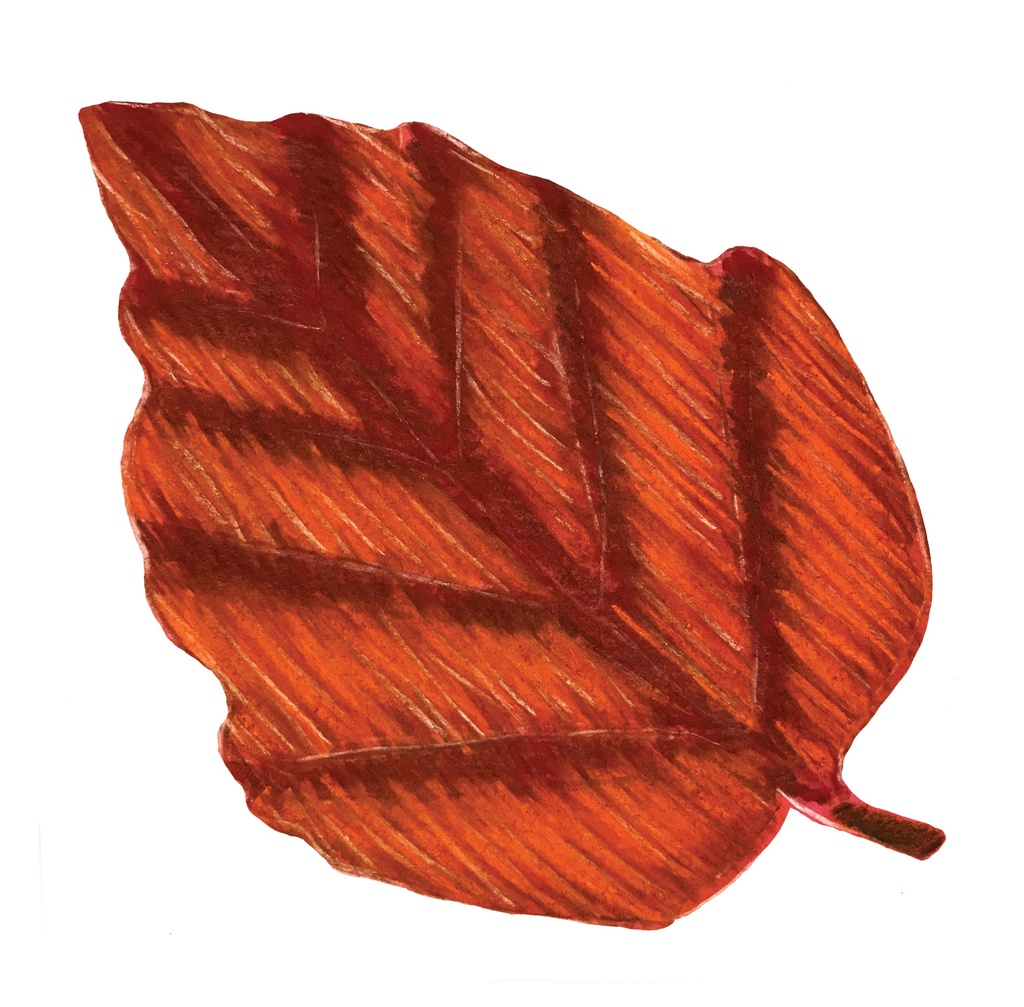 POCHOIRS NATURE LES FEUILLES, LOT DE 12