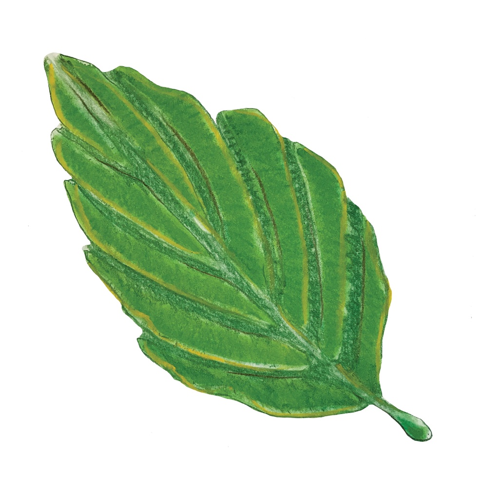 POCHOIRS NATURE LES FEUILLES, LOT DE 12