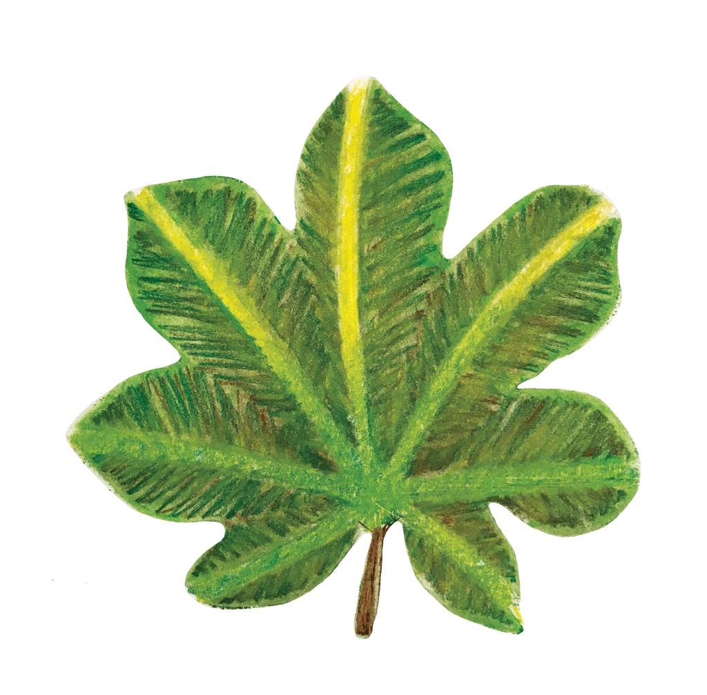 POCHOIRS NATURE LES FEUILLES, LOT DE 12
