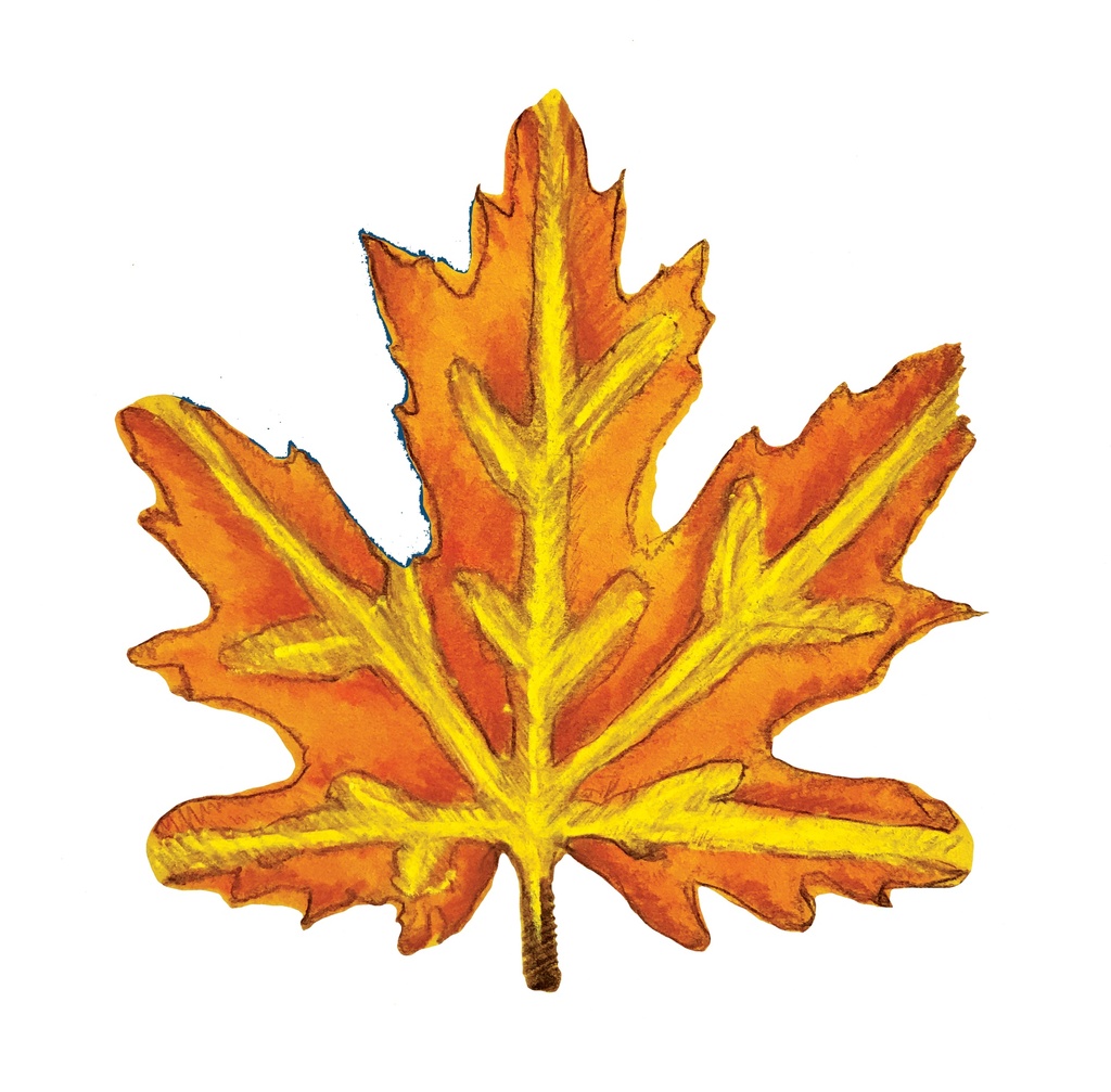 POCHOIRS NATURE LES FEUILLES, LOT DE 12