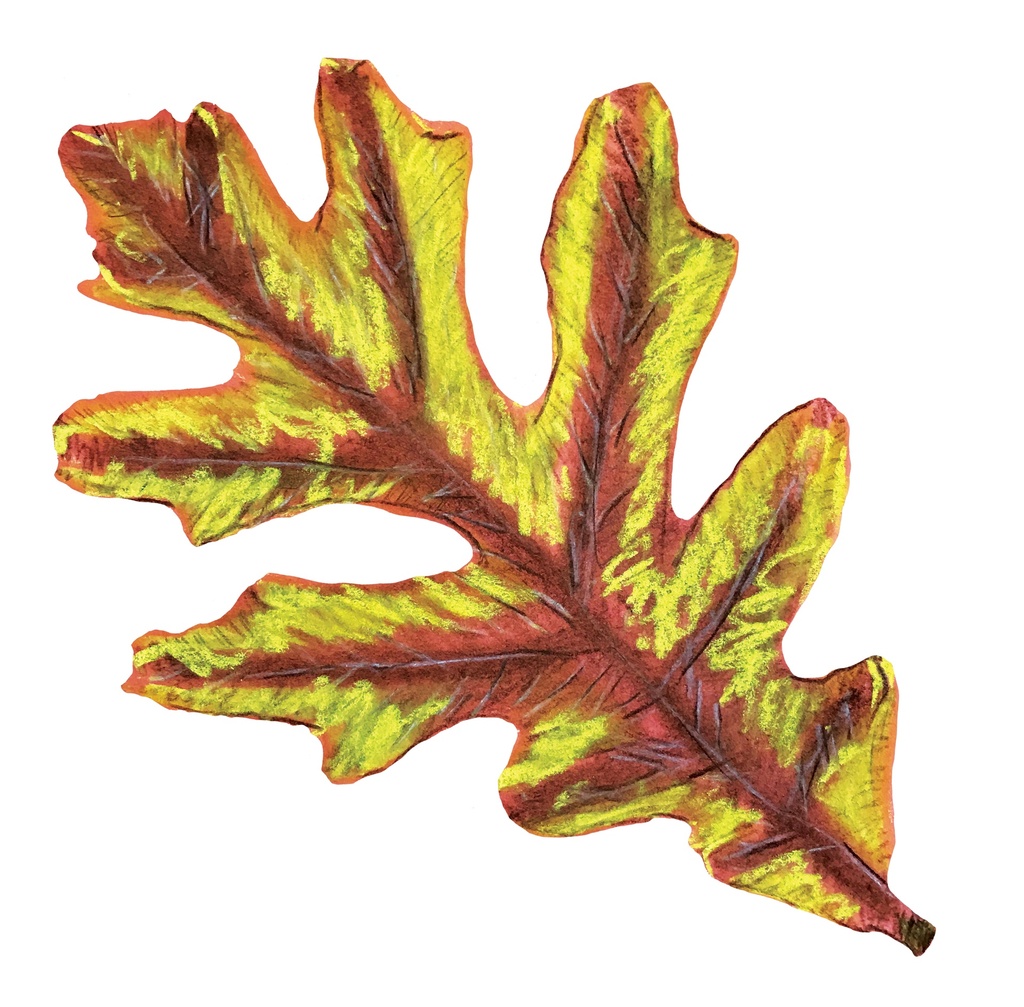 POCHOIRS NATURE LES FEUILLES, LOT DE 12