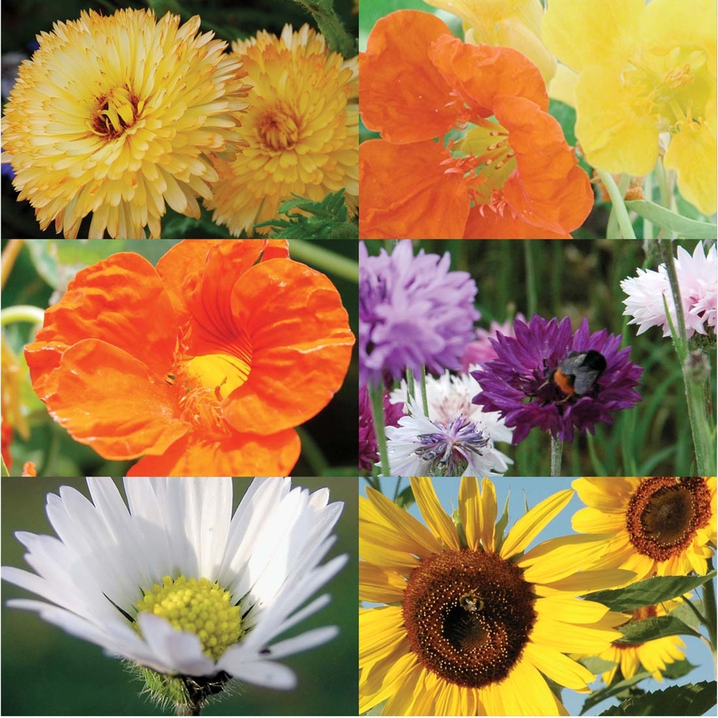 COFFRET ECOLE: 5 VARIÉTÉS DE FLEURS