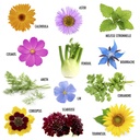 COFFRET PAPILLONS ET ABEILLES AU JARDIN
