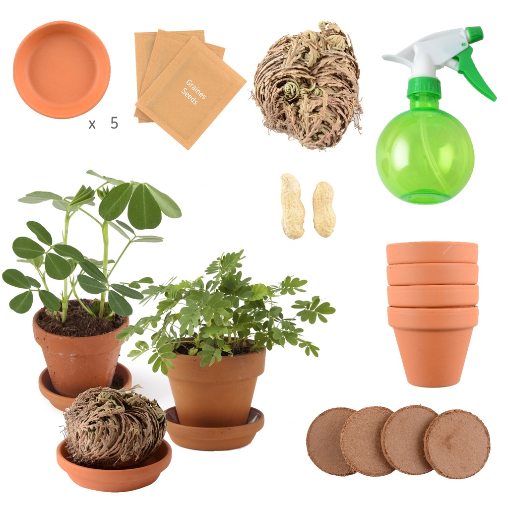 MES 5 PLANTES EXTRAORDINAIRES