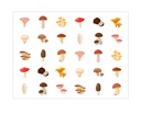 GOMMETTES ADHÉSIVES CHAMPIGNONS