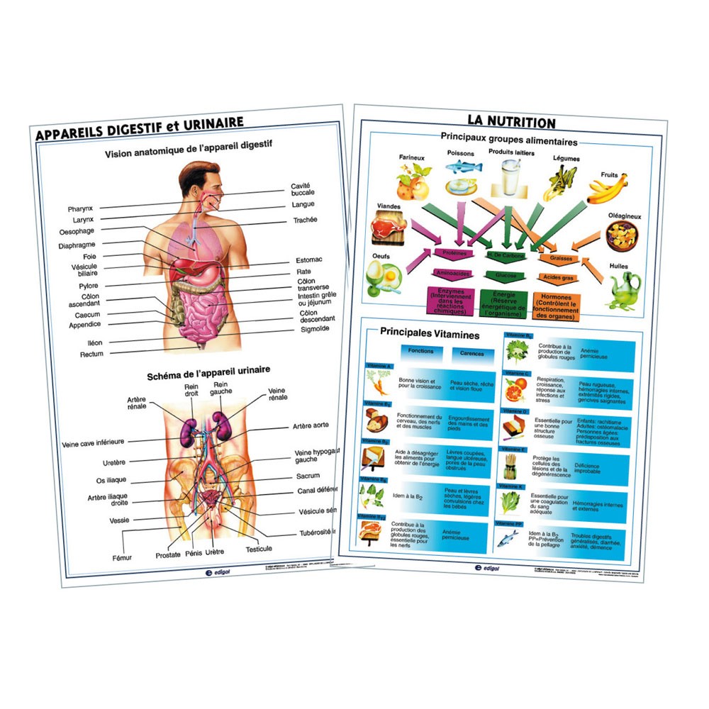 VOEDINGS-/ANATOMIEBORD