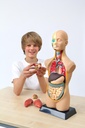 THE HUMAN TRUNK