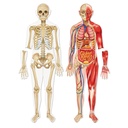 MAGNETIC HUMAN BODY