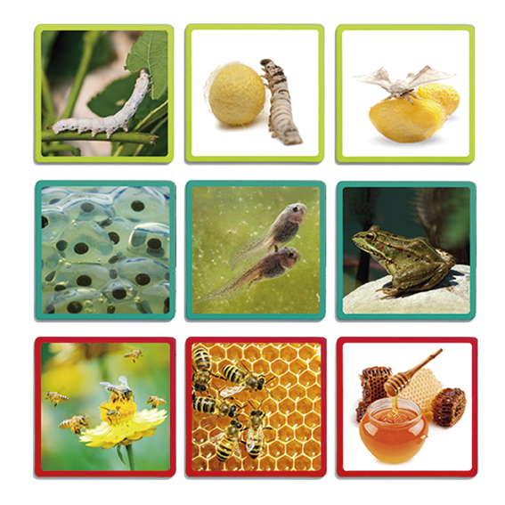 GAME OF SEQUENCES, NATURE