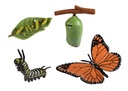 LEBENSZYKLUS: DER SCHMETTERLING
