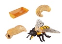 CYCLE DE VIE: L' ABEILLE