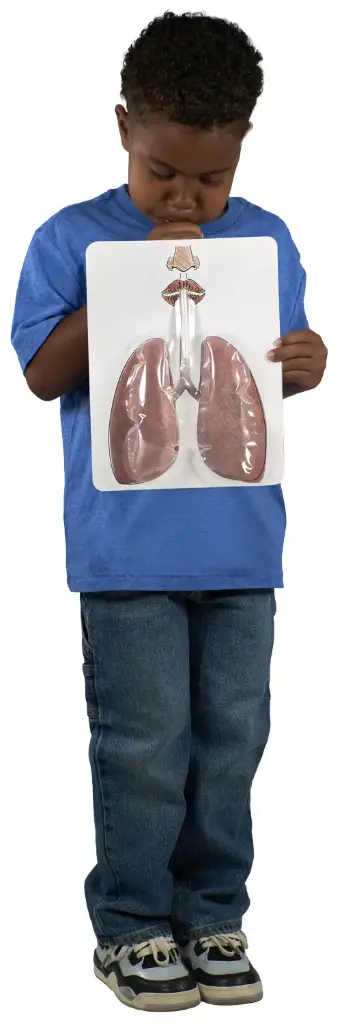 MODÈLE DU SYSTÉME RESPIRATOIRE