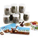 GERMINATION DU HARICOT