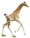 IAM LIL'GIRAFFE, 48 PIÈCES