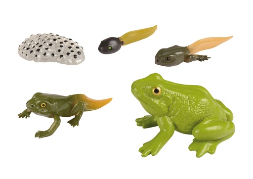 [60401] LIFE CYCLE: THE FROG