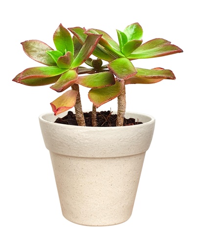 [80923] MINI POTS EN BAMBOU, 3 PCS