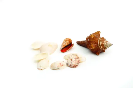 [8566] COQUILLAGES