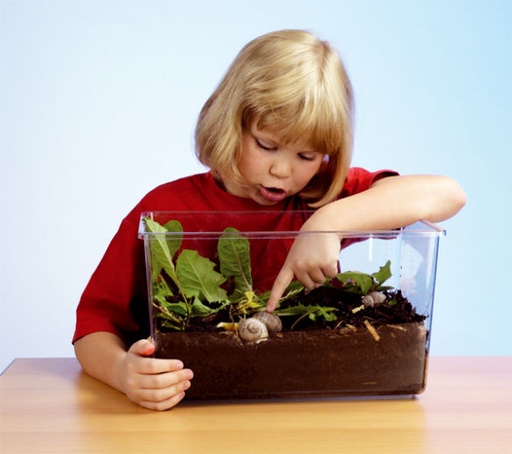 [6031] TERRARIUM