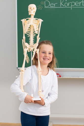 [6700] SQUELETTE 85CM
