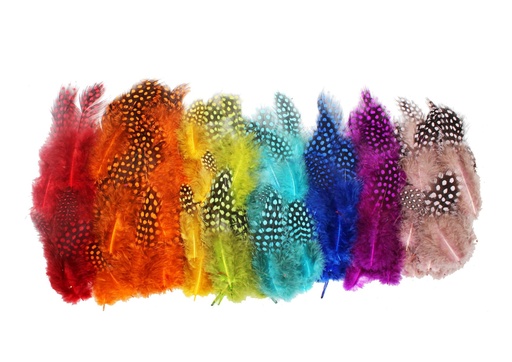 [82911] GUINEA FOWL FEATHERS COL.ASS.