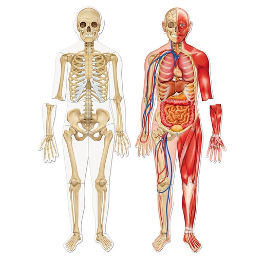[LR6044] MAGNETIC HUMAN BODY